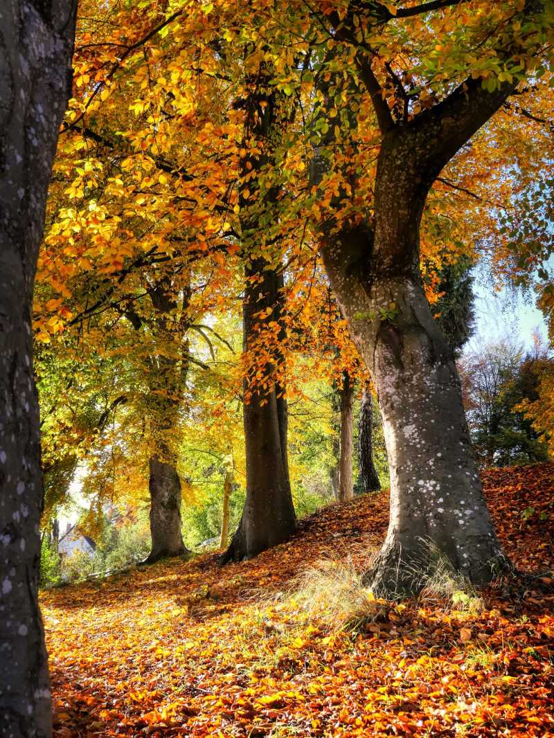 Vibrante escena de bosque otoñal con hojas de color amarillo dorado