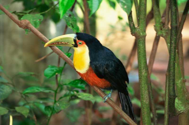 Vibrant Channel-billed Toucan in the Tropical Rainforest