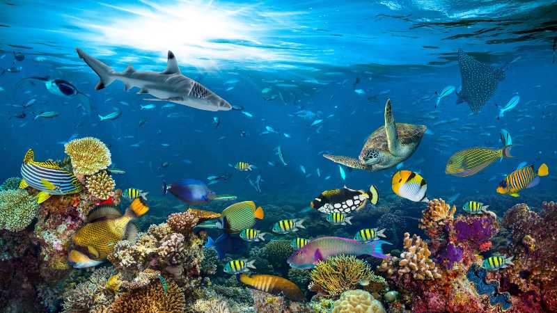 Vibrant Coral Reef Ecosystem Tropical Fish Sharks and Turtles