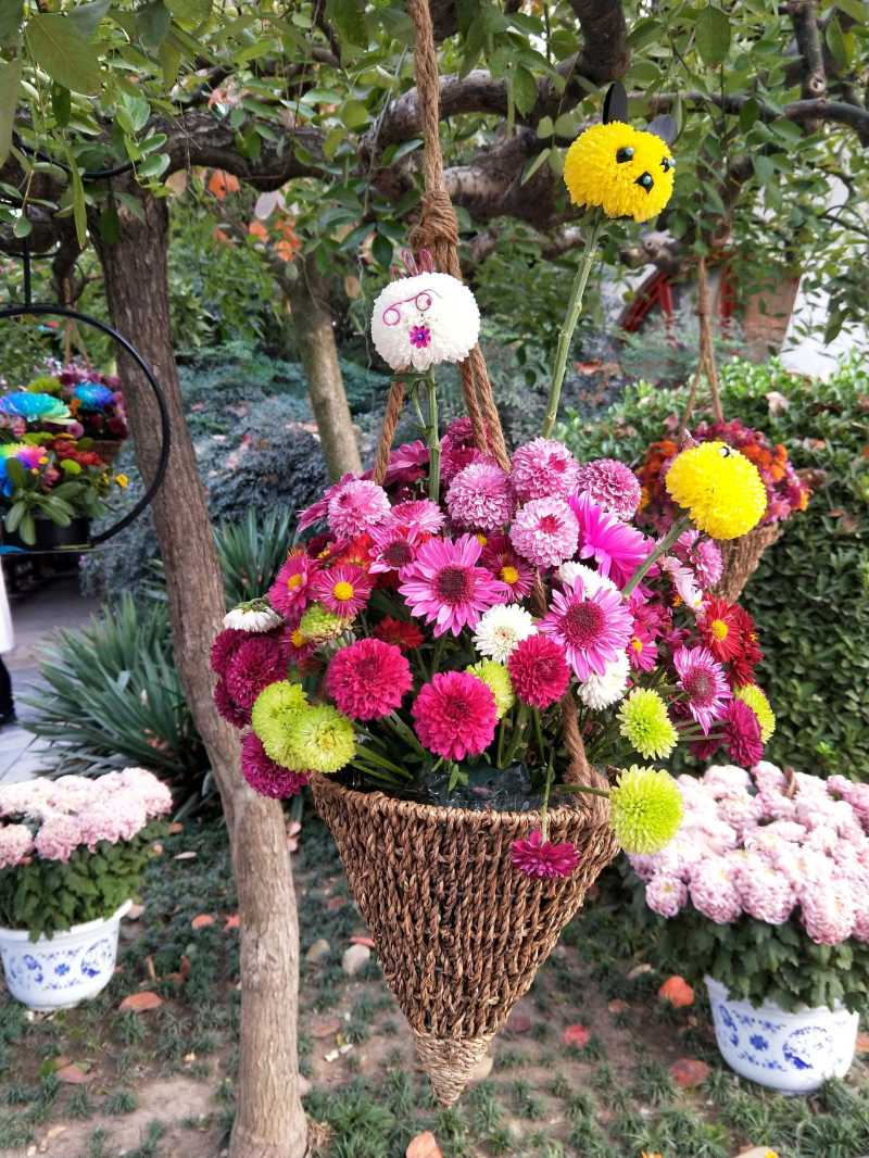 Vibrant Hanging Chrysanthemum Basket Display