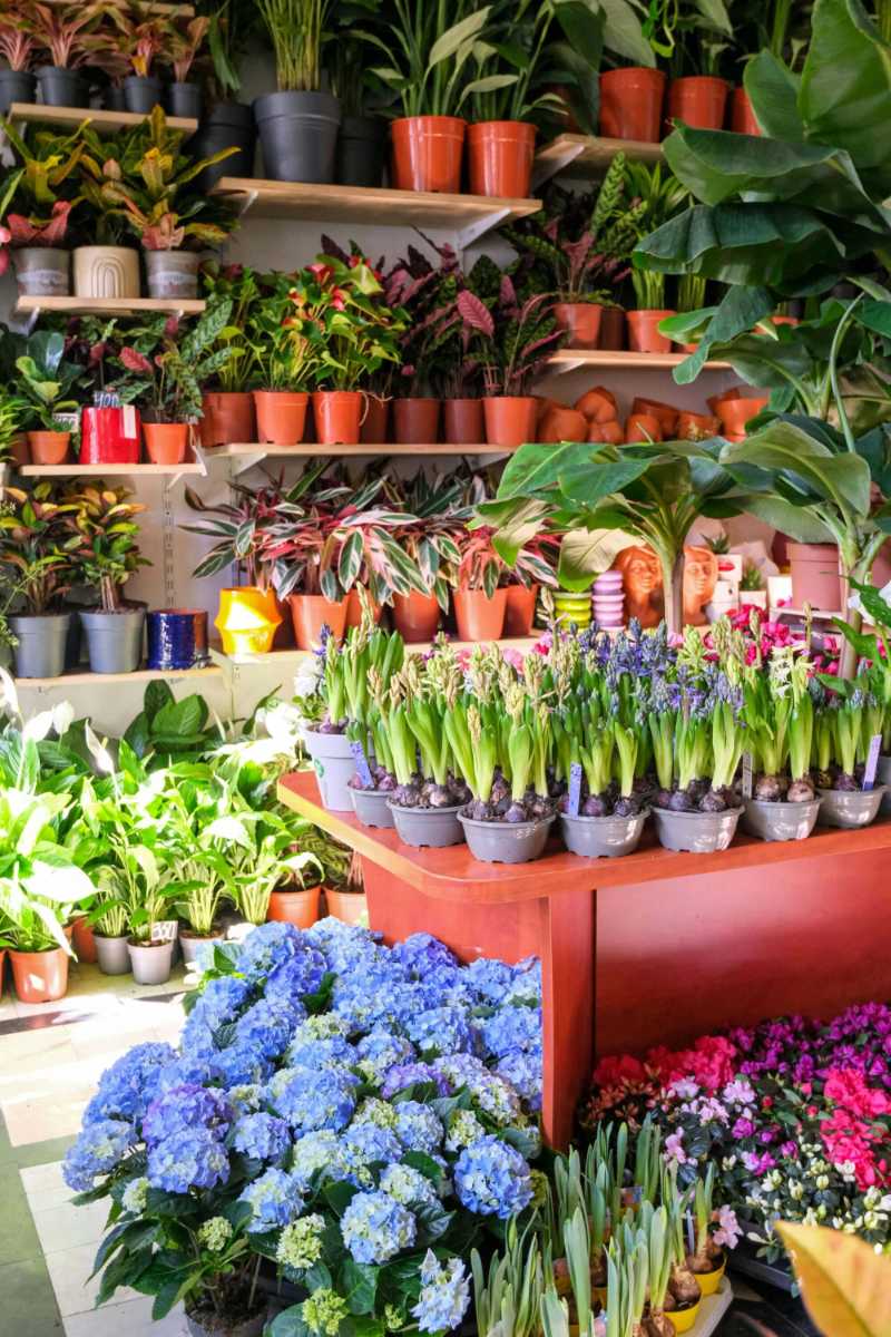 Lebendige Blumenauslage für den Innenbereich mit Topfpflanzen