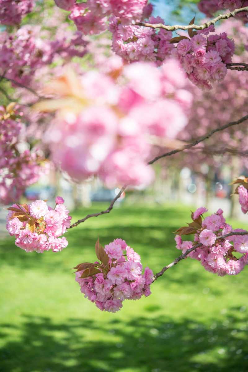 Vibrant pink cherry blossoms blooming in a lush green park during springtime