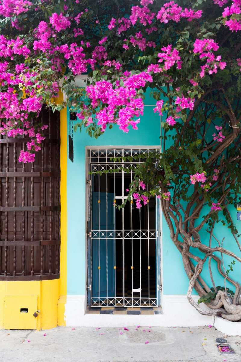 Vibrant Pink Flowers Framing the Green and Yellow Walls