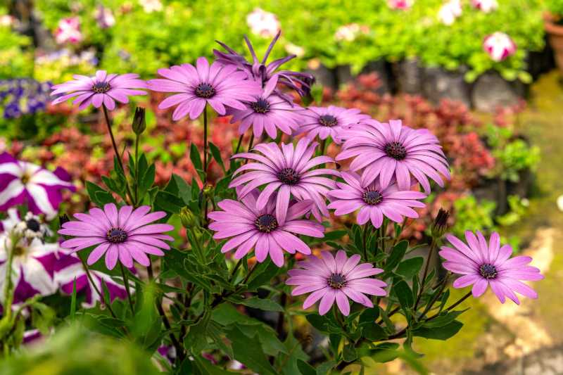 leuchtend violette afrikanische Gänseblümchen im Garten