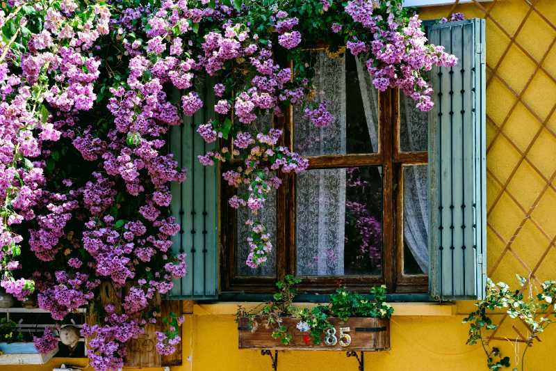 Vintage Yellow Wall with Blooming Purple Bougainvillea