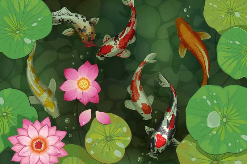 Seerosenblüten und schwimmende Goldfische im See