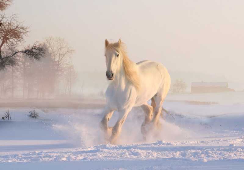 white horse winter snow december - jigsaw puzzle