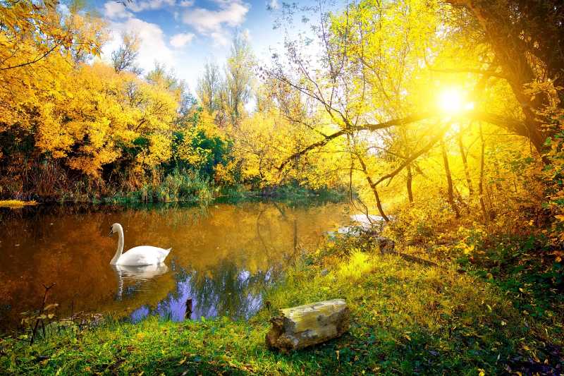 White swan on lake in autumn forest