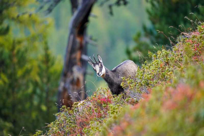 Wild chamois in middle of flowers in the Aletsch Forest Nature Reserve