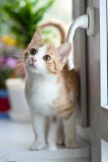 orange tabby cat near window - jigsaw puzzle