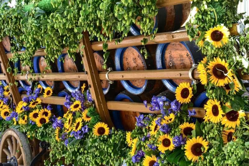 Wooden Beer Barrels Adorned with Sunflowers