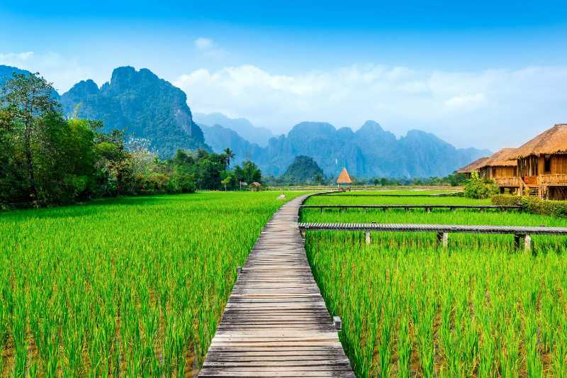 wooden path and green rice field in vang vieng laos