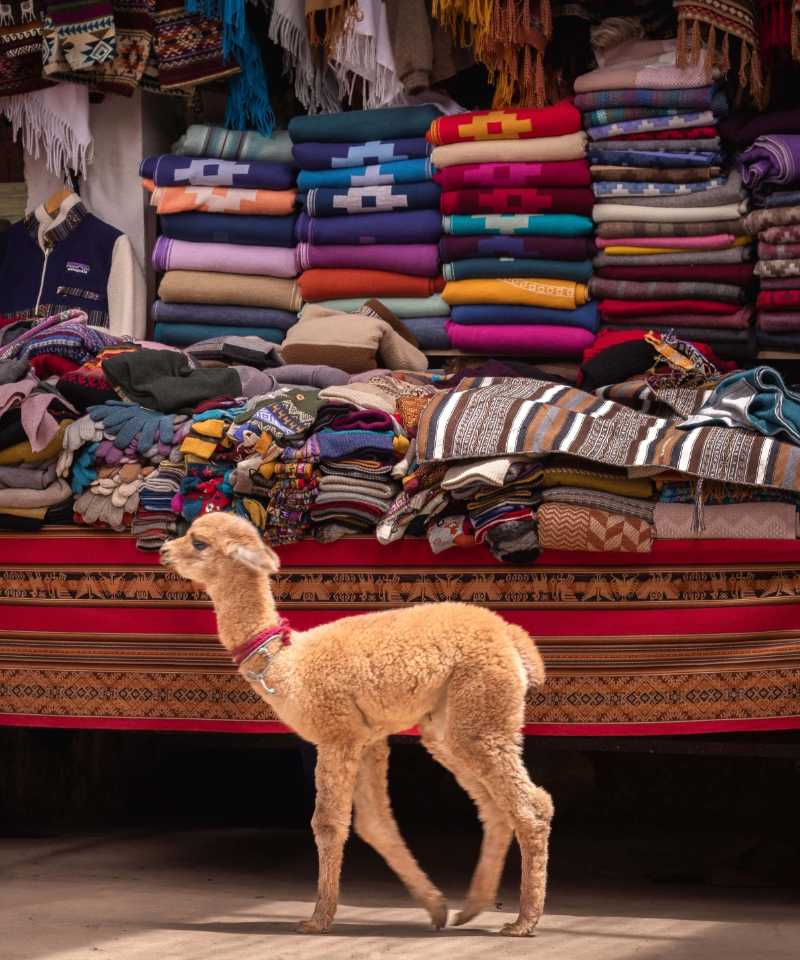 Young alpaca by colorful textiles in a traditional Cusco market