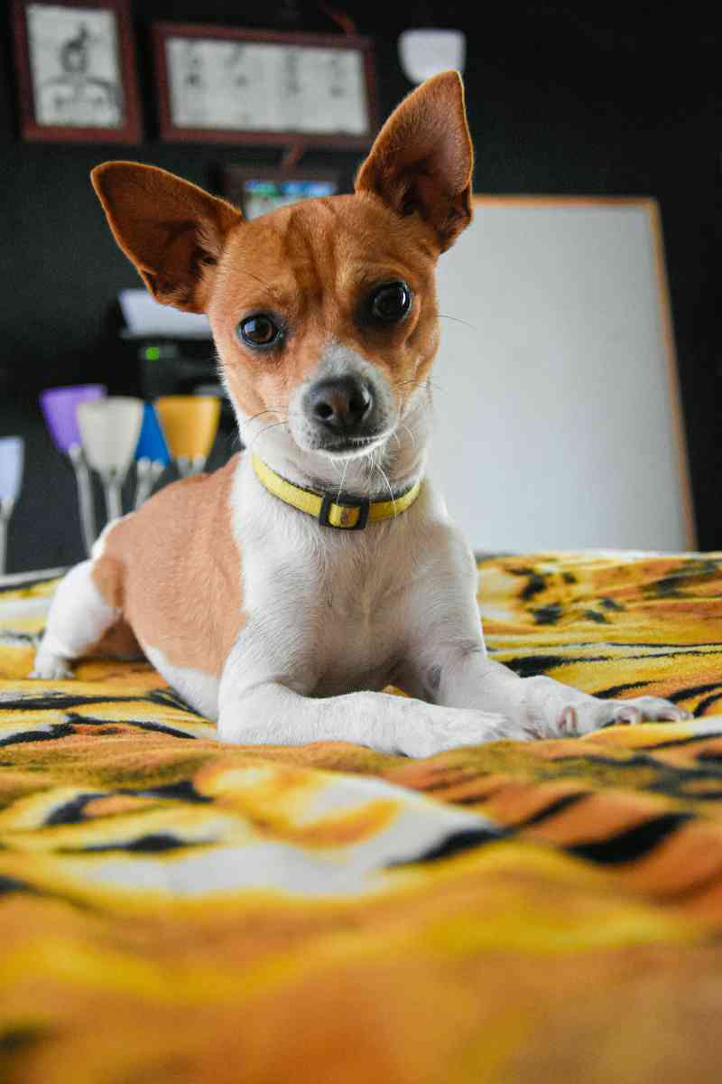 tiny dog with huge personality - jigsaw puzzle